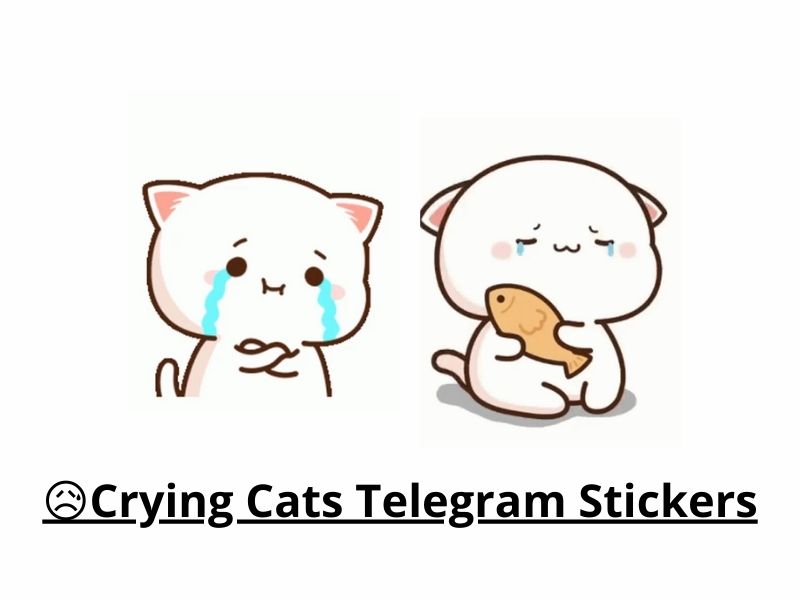 Crying Cats Telegram Stickers