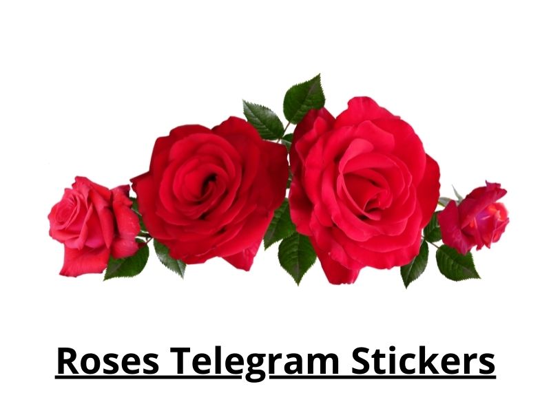 Roses Telegram Stickers