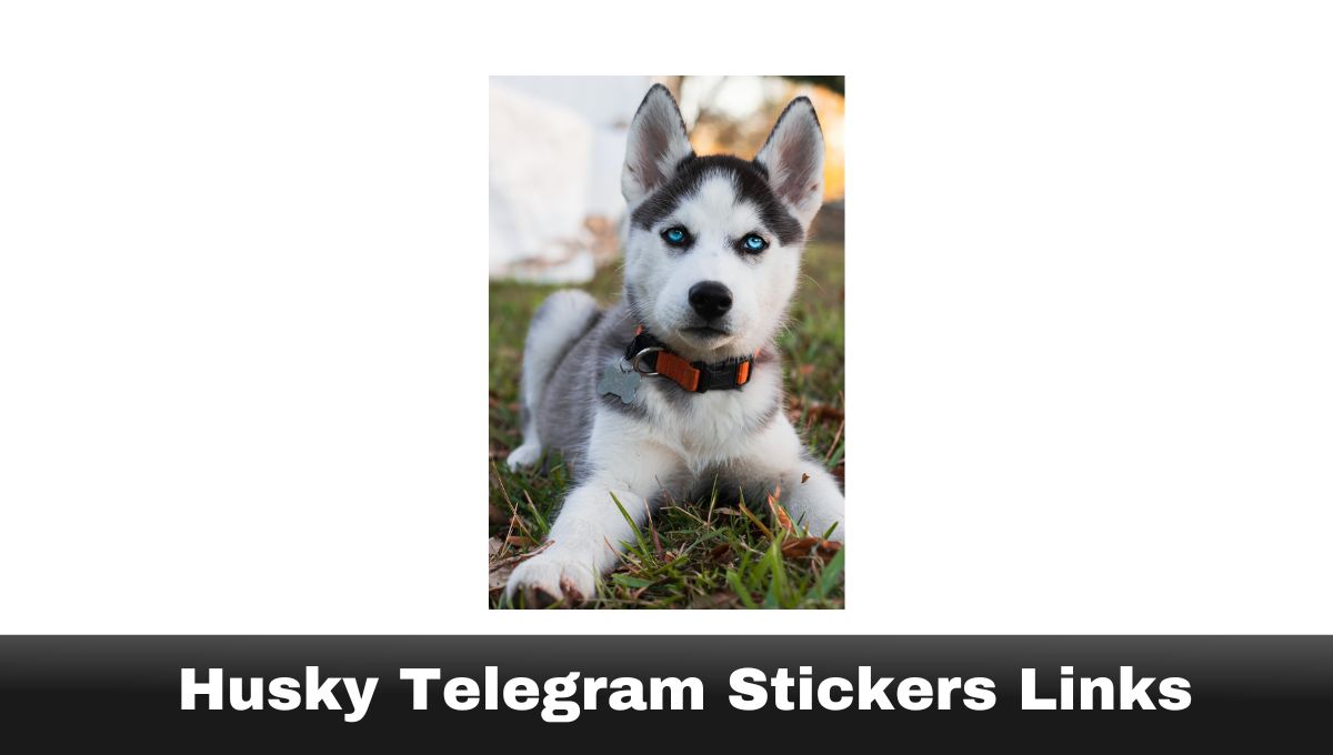 Husky Telegram Stickers Links